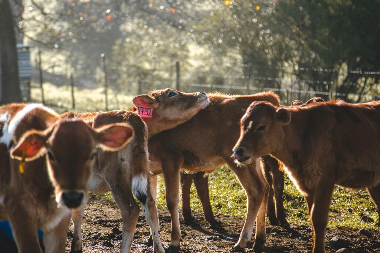 Appelsbosch Guest Farm * Swellendam